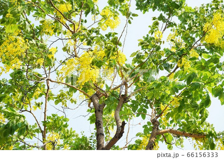 Thai National Flower Tree, Golden Shower Tree Thai National Flower Tree, Golden Shower Tree 66156333