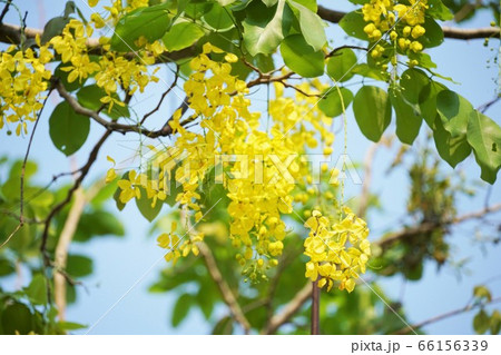 Thai National Flower Tree, Golden Shower Tree 66156339