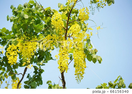 タイ王国の国花 ゴールデンシャワー Golden Shower の写真素材