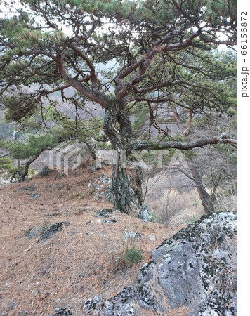 自然 植物 景色 66156872