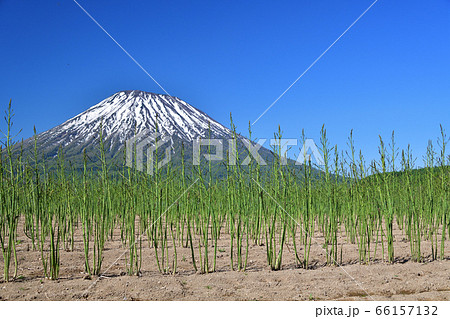 初夏の北海道京極町で残雪の羊蹄山と収穫の終わったアスパラ畑の風景を撮影 66157132
