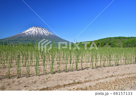 初夏の北海道京極町で残雪の羊蹄山と収穫の終わったアスパラ畑の風景を撮影 66157133