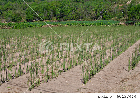 初夏の北海道京極町で収穫が終わったアスパラ畑の風景を撮影 66157454