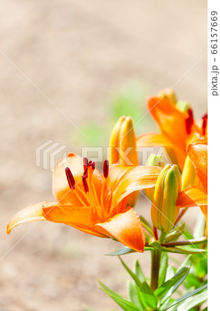 オレンジ色のユリの花の写真素材