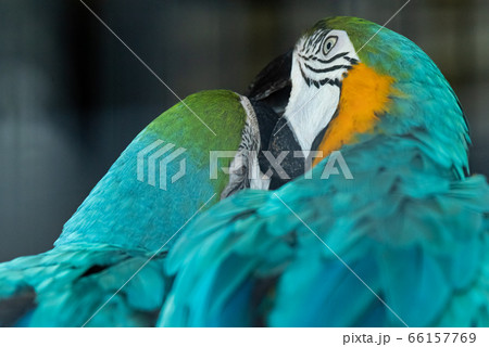 じゃれ合う二羽のルリコンゴウインコ 66157769