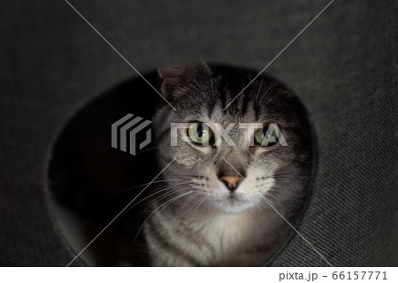 じっと見る猫　　　サバトラ猫 66157771