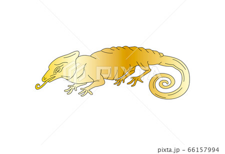 88星座線なし金カメレオン座 66157994