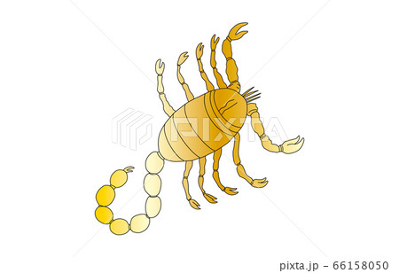 88星座線なし金さそり座 88星座線なし金さそり座 66158050