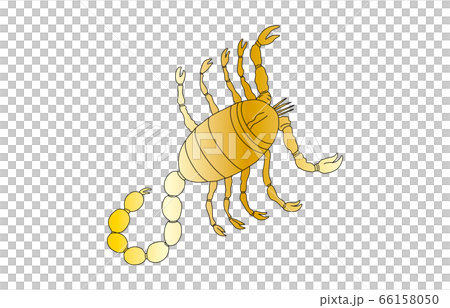 88星座線なし金さそり座 88星座線なし金さそり座 66158050