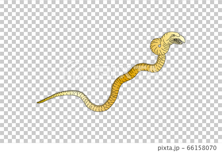 88 Constellation Line No Gold Hydra 66158070