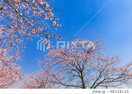 桜　北浅羽桜堤公園 66158110