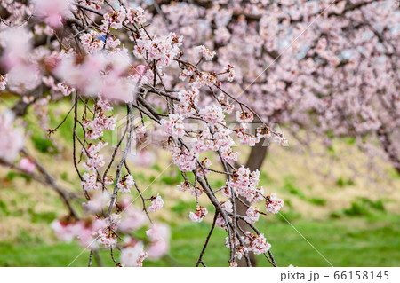 桜並木　北浅羽桜堤公園 66158145
