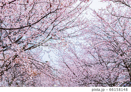 桜　北浅羽桜堤公園 66158148