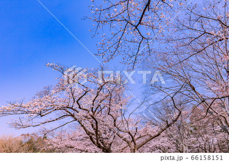 桜 桜 66158151