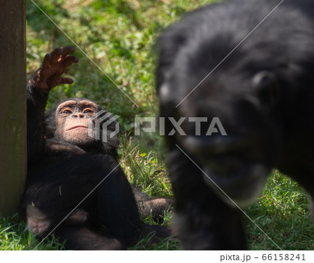 オッス!可愛い子チンバンジー オッス!可愛い子チンバンジー 66158241