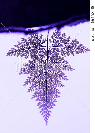 美しいシダ 紫色 美しいシダ 紫色 66158286