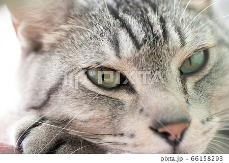 見つめるネコ　サバトラ猫 66158293