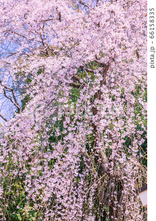 しだれ桜 しだれ桜 66158335