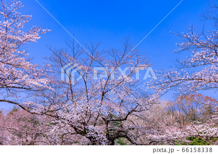 桜 66158338