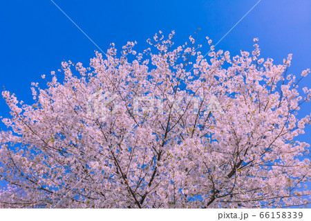 桜 66158339