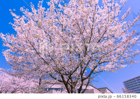 桜 66158340