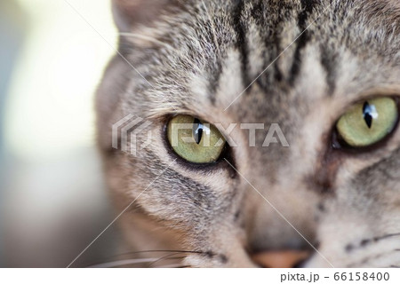鋭い眼光　サバトラ猫 66158400
