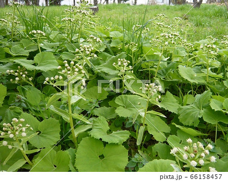 野生のフキの繁殖 野生のフキの繁殖 66158457