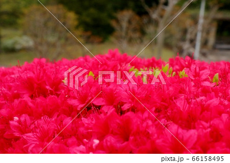 春の木の花：つつじ：キリシマ：山田池公園　 66158495