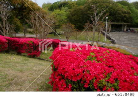 春の木の花:つつじ:キリシマ:山田池公園 春の木の花:つつじ:キリシマ:山田池公園 66158499