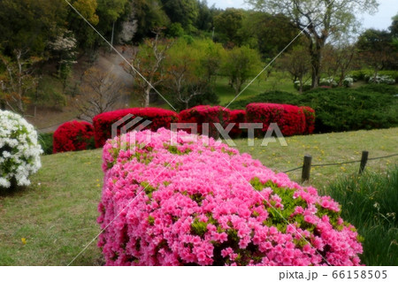 春の木の花:つつじ:キリシマ:山田池公園 春の木の花:つつじ:キリシマ:山田池公園 66158505