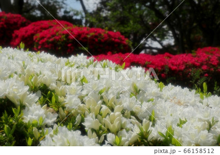 春の木の花：つつじ：キリシマ：山田池公園　 66158512