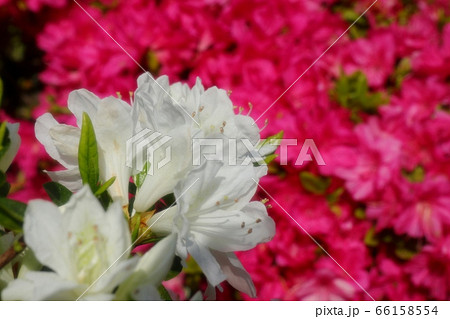 春の木の花：つつじ：キリシマ：山田池公園 66158554