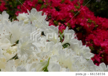 春の木の花：つつじ：キリシマ：山田池公園 66158556
