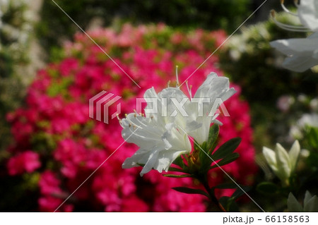 春の木の花:つつじ:キリシマ:山田池公園 春の木の花:つつじ:キリシマ:山田池公園 66158563