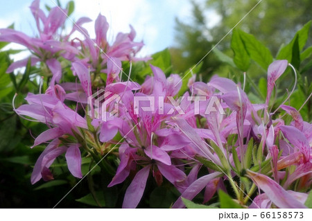 春の木の花：ツツジ：ハナグルマ：山田池公園 66158573