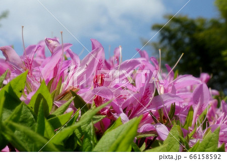 春の木の花：ツツジ：ハナグルマ：山田池公園 66158592
