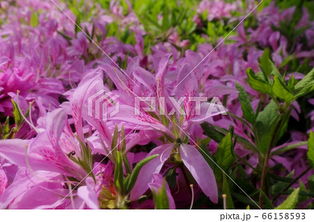 春の木の花：ツツジ：ハナグルマ：山田池公園 66158593