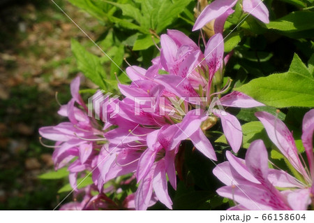 春の木の花：ツツジ：ハナグルマ：山田池公園 66158604