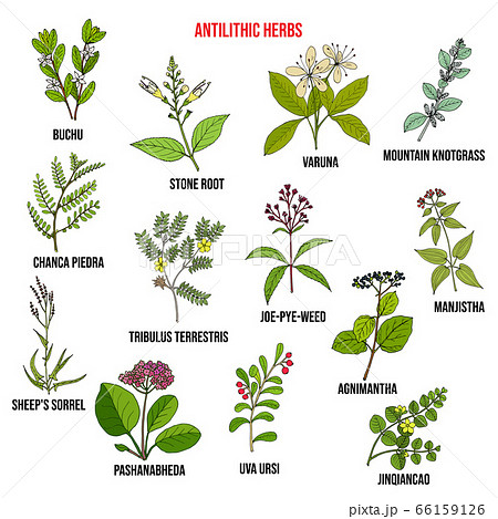 Antilithic herbs, natural botanical set Antilithic herbs, natural botanical set 66159126