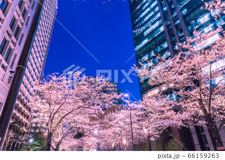 ライトアップの桜と高層ビル 六本木 ライトアップの桜と高層ビル 六本木 66159263