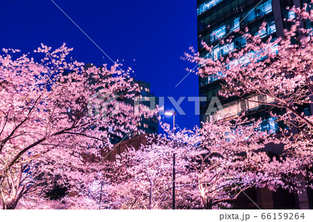 ライトアップの桜と高層ビル 六本木 ライトアップの桜と高層ビル 六本木 66159264