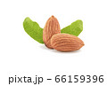 Almonds isolated on white. 66159396