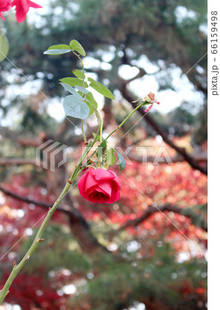 赤色 花 屋外 66159498