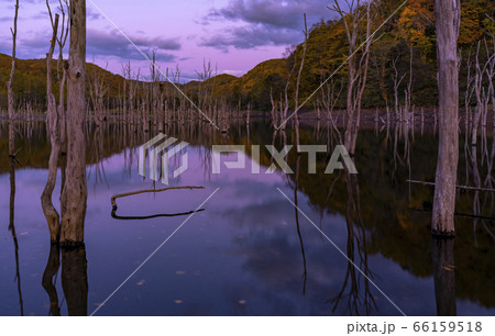 枯れ木の森 落合湖夕景 66159518