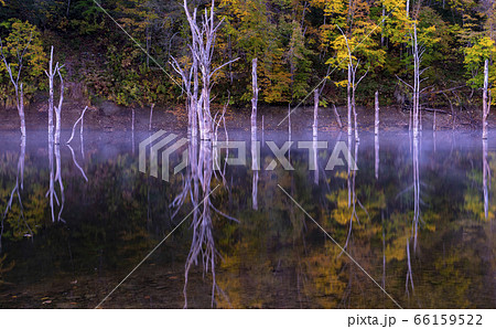 立ち枯れの幻想 落合湖 66159522
