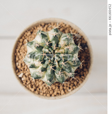 Beautiful Colourful cactus Gymnocalycium 66160452