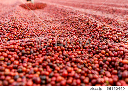 Coffee beans drying in the sun. Coffee plantations 66160460