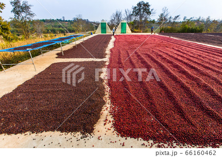 Coffee beans drying in the sun. Coffee plantations 66160462