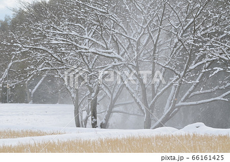 冬の雪景色 田舎の田んぼ 雪が降るの写真素材