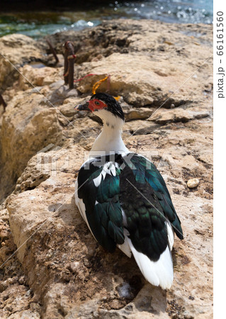 地中海の海岸に住むバリケン 66161560